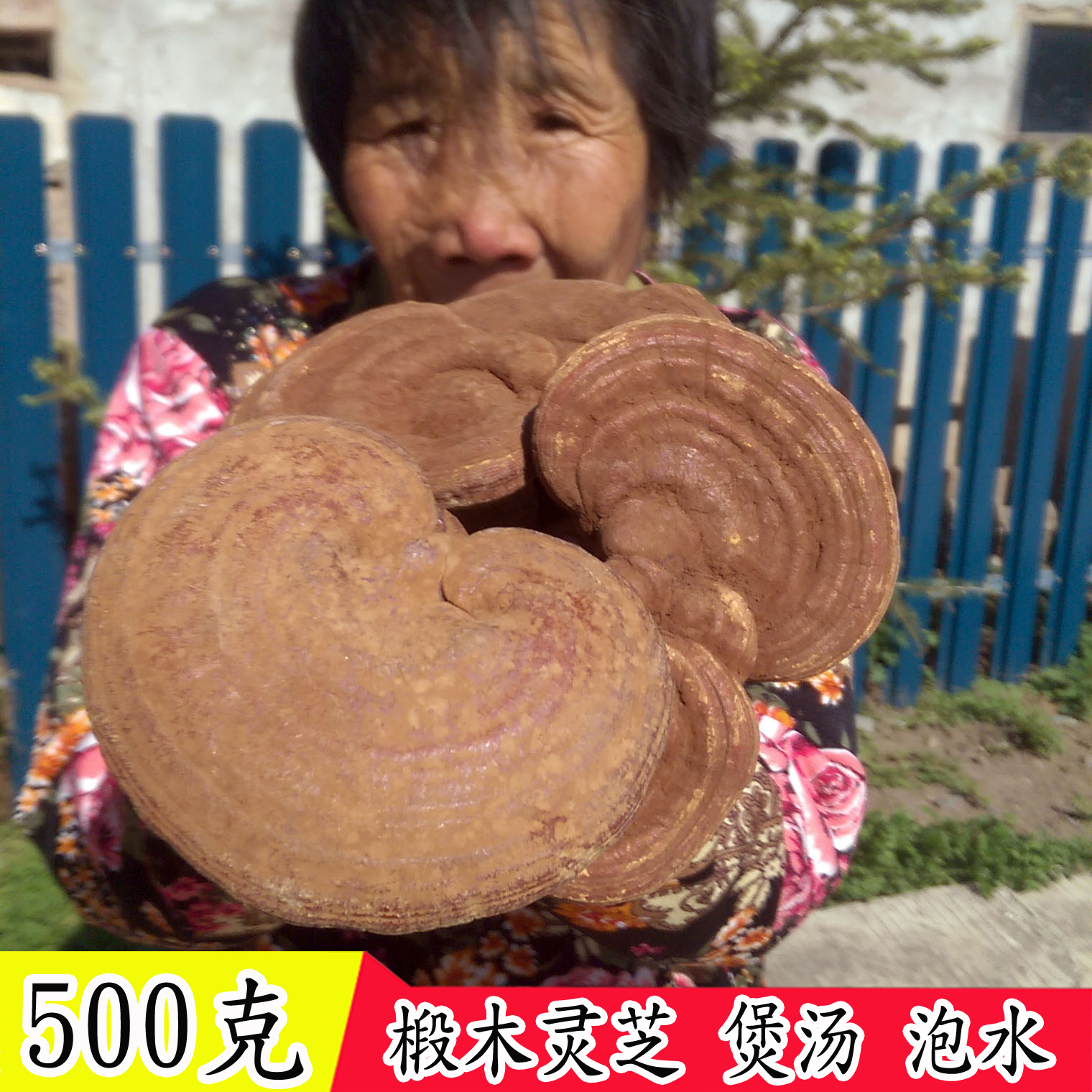 Lingzhi Changbai Mountain breeding and planting red Ganoderma lucidum spore powder 500 grams whole branch basswood Ganoderma lucidum