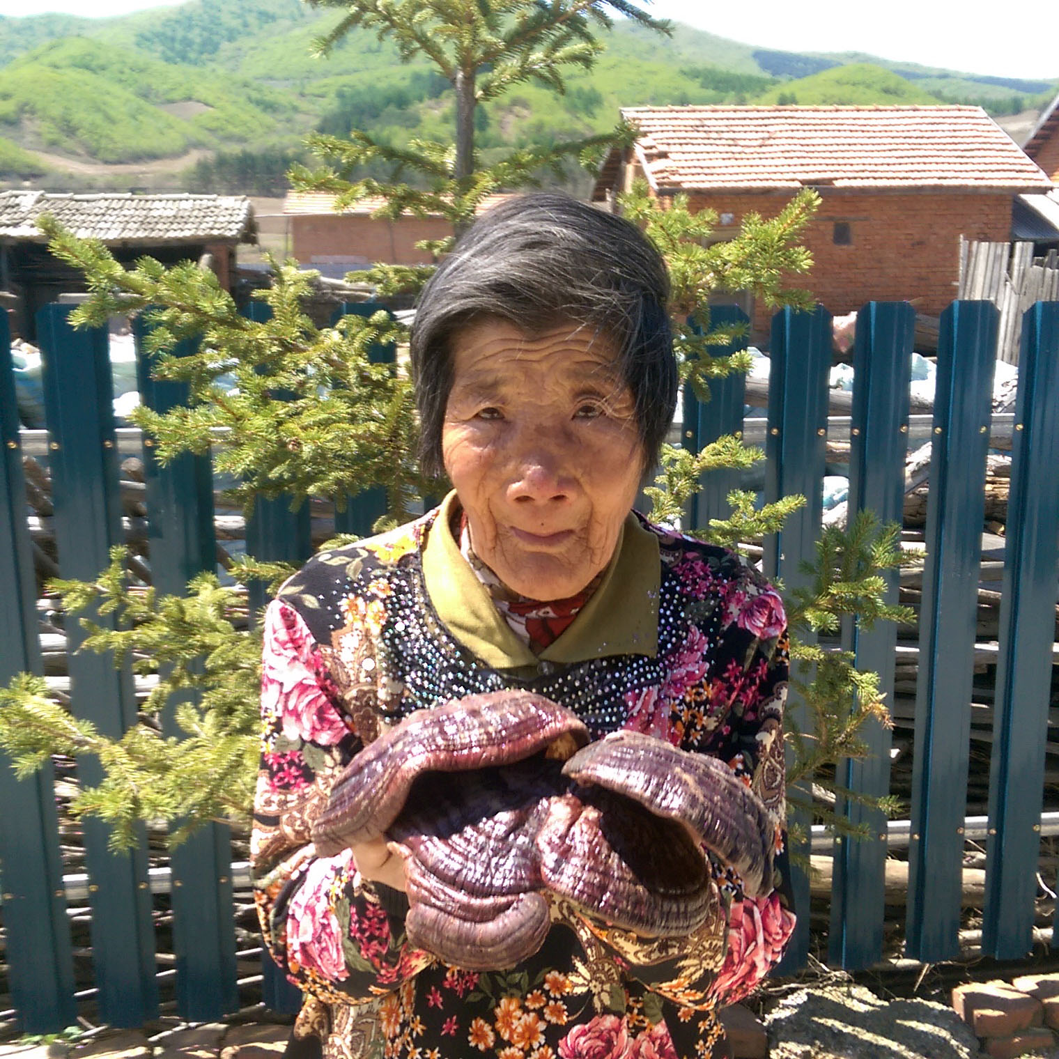 Changbai Mountain artificial breeding dried Ganoderma lucidum Lin Yunzhi whole branch brewing material 500g black ganoderma lucidum 1 catty