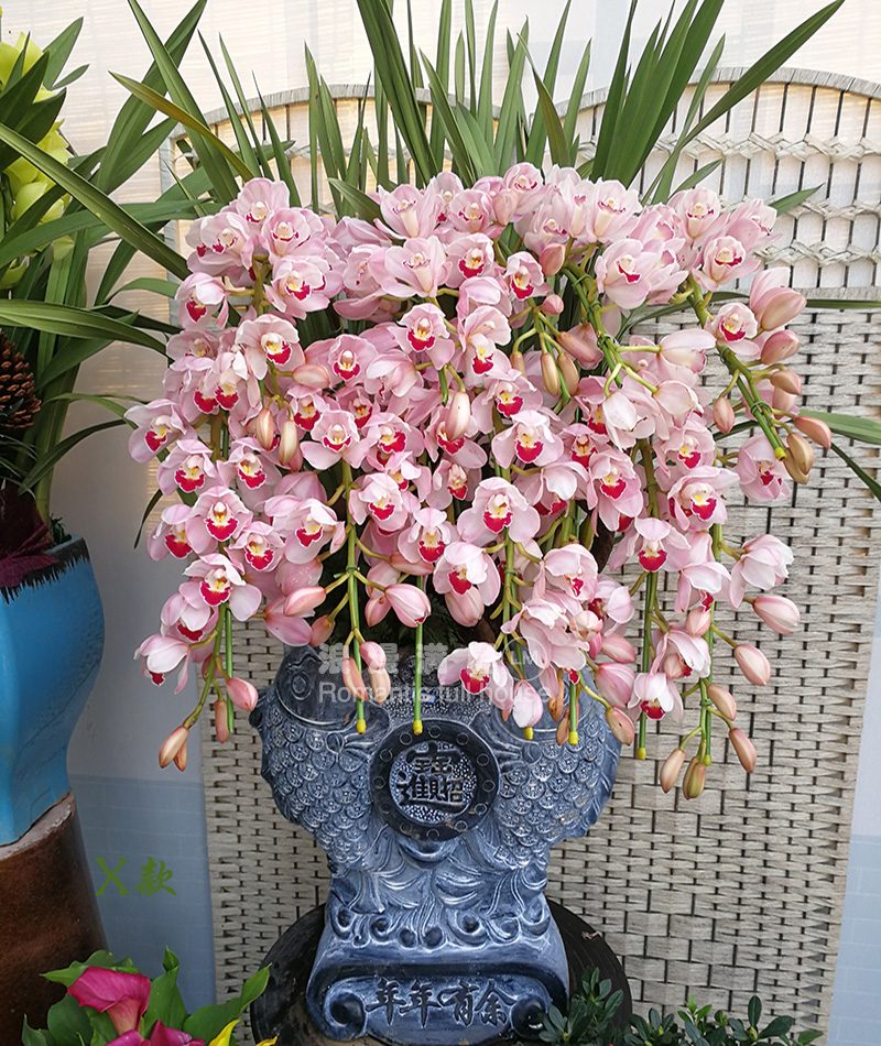 Hangzhou Housewarming Clivia Big Flower Cymbidium Indoor Potted Red Jade Bead New Year's Eve Flower Gongshu Binjiang Flower Shop Delivery