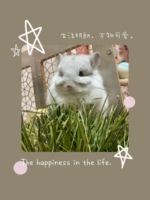 2 сумки свежес 6 упаков