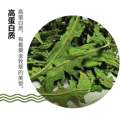 Цикорий цикория цикория кроличьи кроличьи морские свинки с высоким содержанием белкового доения питания питания и взвешивающая голландская свинья