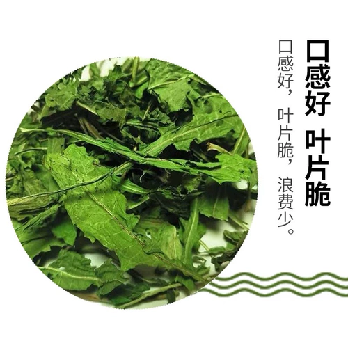 Цикорий цикория цикория кроличьи кроличьи морские свинки с высоким содержанием белкового доения питания питания и взвешивающая голландская свинья