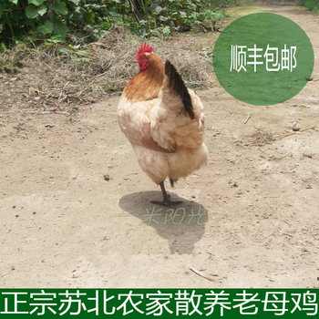 Free-range fresh jiangsu native chicken, one meter, sunshine minus 20