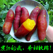 Linan Tianmu Mountain Sweet Potatoes Fresh Digging Small Fragrant Potatoes Seasonal Chestnut Potato Sweet Potato Yellow Heart Farmers Growing Vegetables