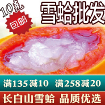 Long white Mountain Snow Clam Huile 10 gr Installed Artificial Breeding Snow Clamlin Frog Huile Clam Neige Coller Papaya Steak Snow