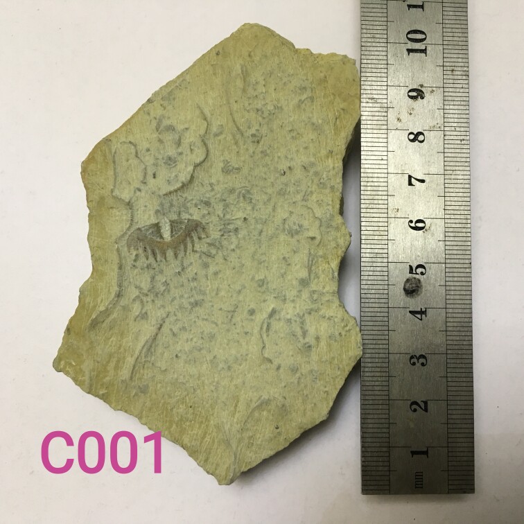 Trilobate fossilized swallow stone bat stone raw stone (kopu knowledge) varies from 28-58 yuan per block-Taobao