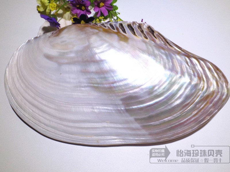 27cm large pearl bay mussels shell natural sea snail shells coral seaStar Mediterranean home creative collection pendulum pieces
