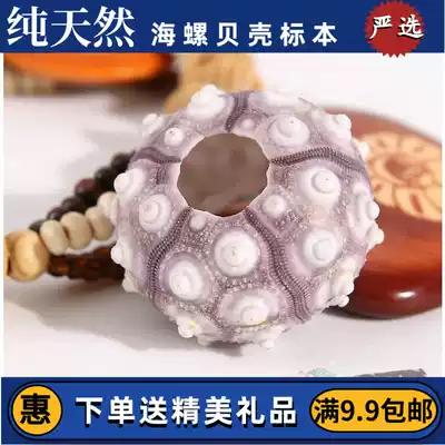 Ten thousand lights Sea urchin 5 cm decorative shell conch starfish coral gift wedding set DIY promotion