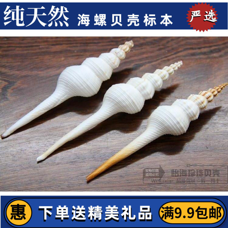 White long spiral snail natural shell conch starfish Coral fish tank floor wall sticker Home decoration collection gift