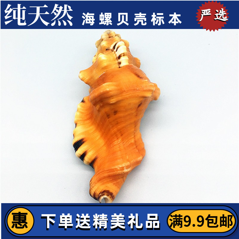 Elephant nose snail natural shell Sea snail shell Tiger head snail Handicraft decoration collection of exquisite gifts Marine specimens