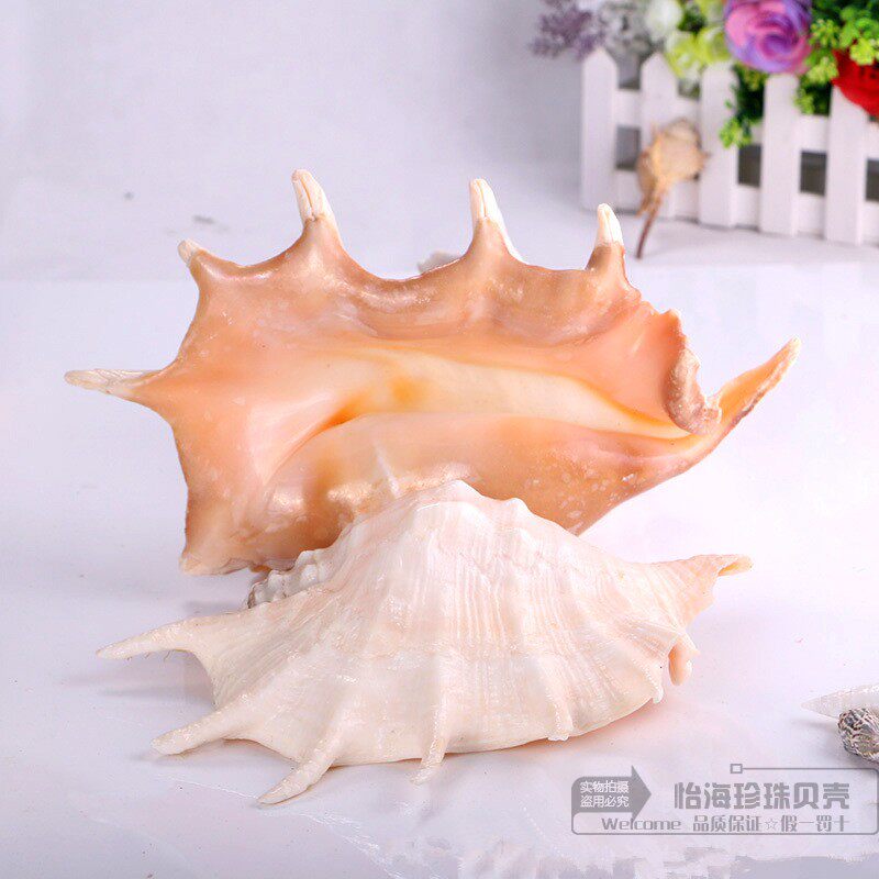 26-33cm large seven-angle snail, spider snail, natural conch shell, starfish, fish tank, landscaping living room decoration