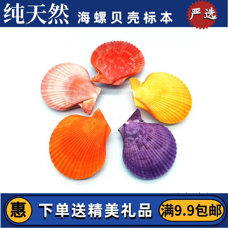 Natural scallop shell colored shell flower fan shell shell household shell wall to ground wedding decoration painting
