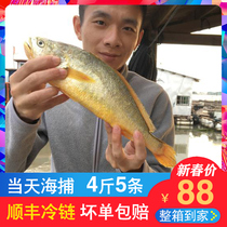  Big yellow fish Fresh East China Sea fresh yellow croaker Fresh rhubarb frozen sea fish 4 kg 5 whole boxes of cucumber fish