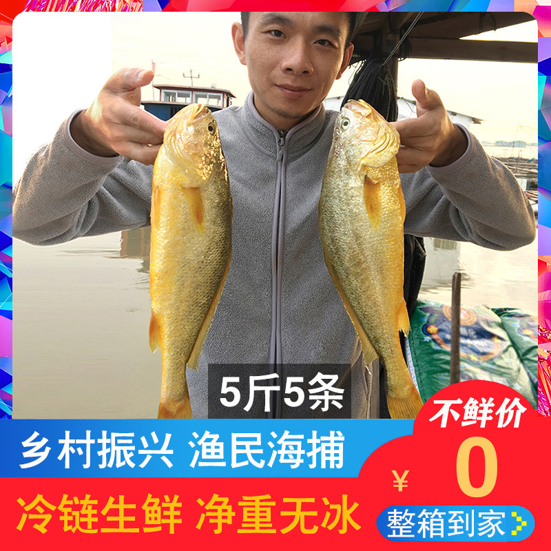 Ningde great yellow fish seafood fresh yellow flower fish dried marine fish fresh yellow flower fish 5 catty 5 strips of frozen yellow fish