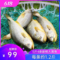  Frozen fresh special rhubarb flower fish 5 kg packaging 4 yellow fish each about 1 2 kg of fresh cucumber fish
