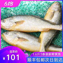  Fresh frozen special rhubarb flower fish 5 kg package 3 pcs each about 1 6 kg seafood fresh cucumber fish