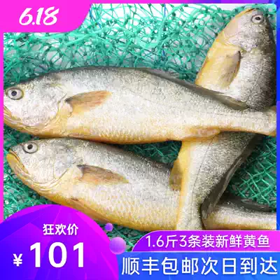 Fresh and frozen large yellow croaker 5kg packaging 3 per only from about 1 to about 6 pounds seafood fresh huang gua yu