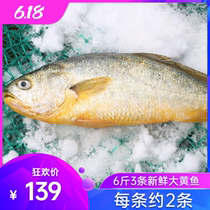  Fresh frozen special rhubarb fish 6 kg rhubarb fish about 2 kg each Packaged fresh cucumber fish