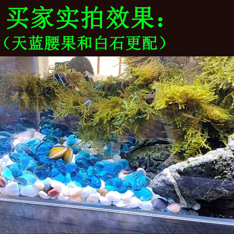 Fish tank view sky blue glass cashew fruit floor aquarium small white stone decorated stone solid sand parts