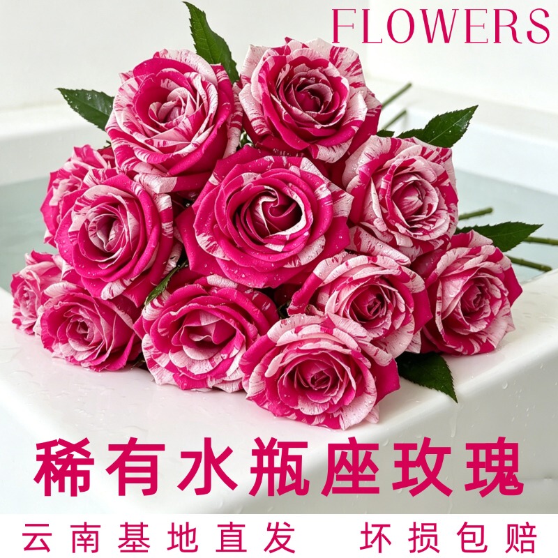 Aquarius Rose Fresh Cut Flowers, Marbled Rose from Yunnan Base, Directly Shipped for Home Water Cultivation, Flower Arrangement Gift Aquarius Rose Fresh Cut Flowers, Marbled Rose from Yunnan Base, Directly Shipped for Home Water Cultivation, Flower Arrangement Gift