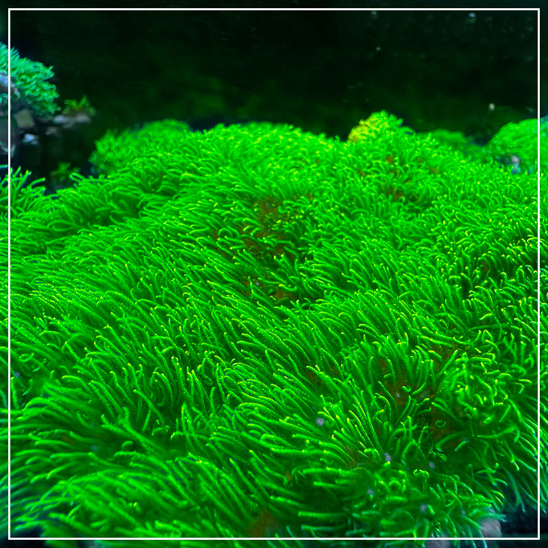 海缸中的荧光绿草皮与软体珊瑚共生之美
