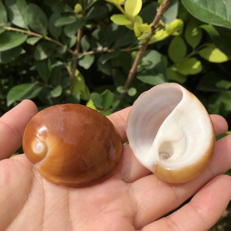 [USD 4.22] Natural Seashell Conch Snail Helicopter Brown Cat Eye ...