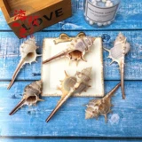 Натуральная раковина