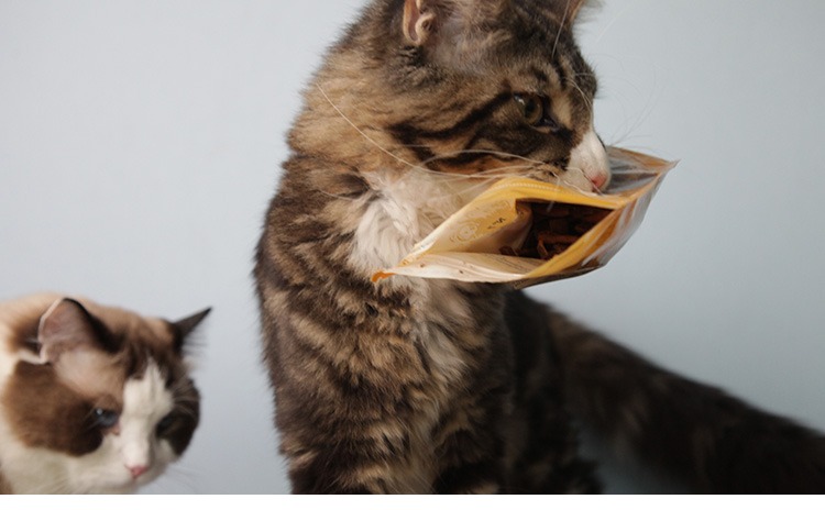 Catz finefood Đức nhập khẩu đồ ăn nhẹ mèo ăn nhẹ mèo ăn nhẹ dinh dưỡng vỗ béo mèo ăn nhẹ hạt cuncun cho mèo
