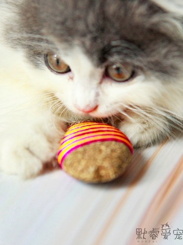 Прорезыватель, мятная игрушка для правильного прикуса, кот