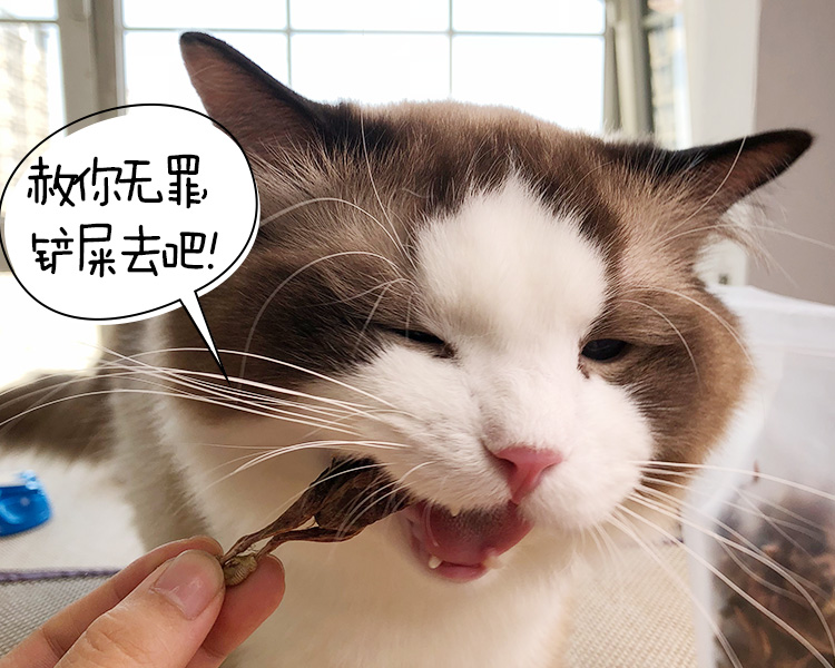 鹌鹑 đông khô thịt bò nhỏ cá khô mèo ăn nhẹ gà đông lạnh thức ăn cho mèo khô mèo ăn nhẹ dinh dưỡng vỗ béo - Đồ ăn nhẹ cho mèo thức ăn mèo con