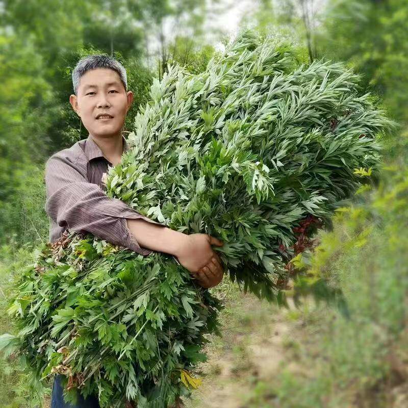 朴艾山秦岭野生石磨艾