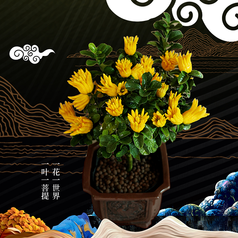 Buddhist hand Miao buddhist mandarin golfer's hand potted one thousand refers to the small fruit without stab patio Balcony Residence Office Landscape