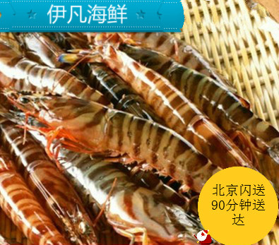 Beijing sparkles live base of living bedrock Shrimp Sea White Shrimp Fresh nine Shrimp Spotted with Shrimp Taste Superior Sea White Shrimp 500 gr