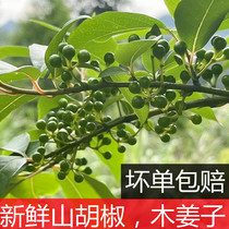 Fresh mujiangzi wild mountain pepper freshly harvested mujiangzi mujiangzi litsea cubeba hot pot seasoning