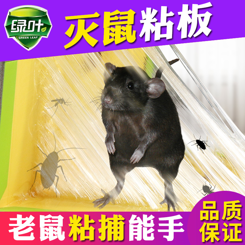Green leaf sticky rat board strong big rat sticker rodent killer rodent glue killing rat board mouse clip mouse trap