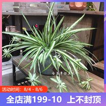 Simulation green plant chlorophyll leaves hanging fake plant decorative leaf bonsai wedding engineering home plastic flower accessories
