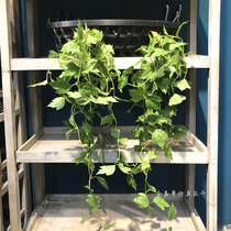 Simulation of hanging vines cotyledons soft vines hanging grape leaves vines home winding decorative vines green plants fake leaves