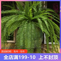 Simulation fern Persian grass fern grass row grass plant wall accessories mountain mans flower arrangement decoration mountain grass