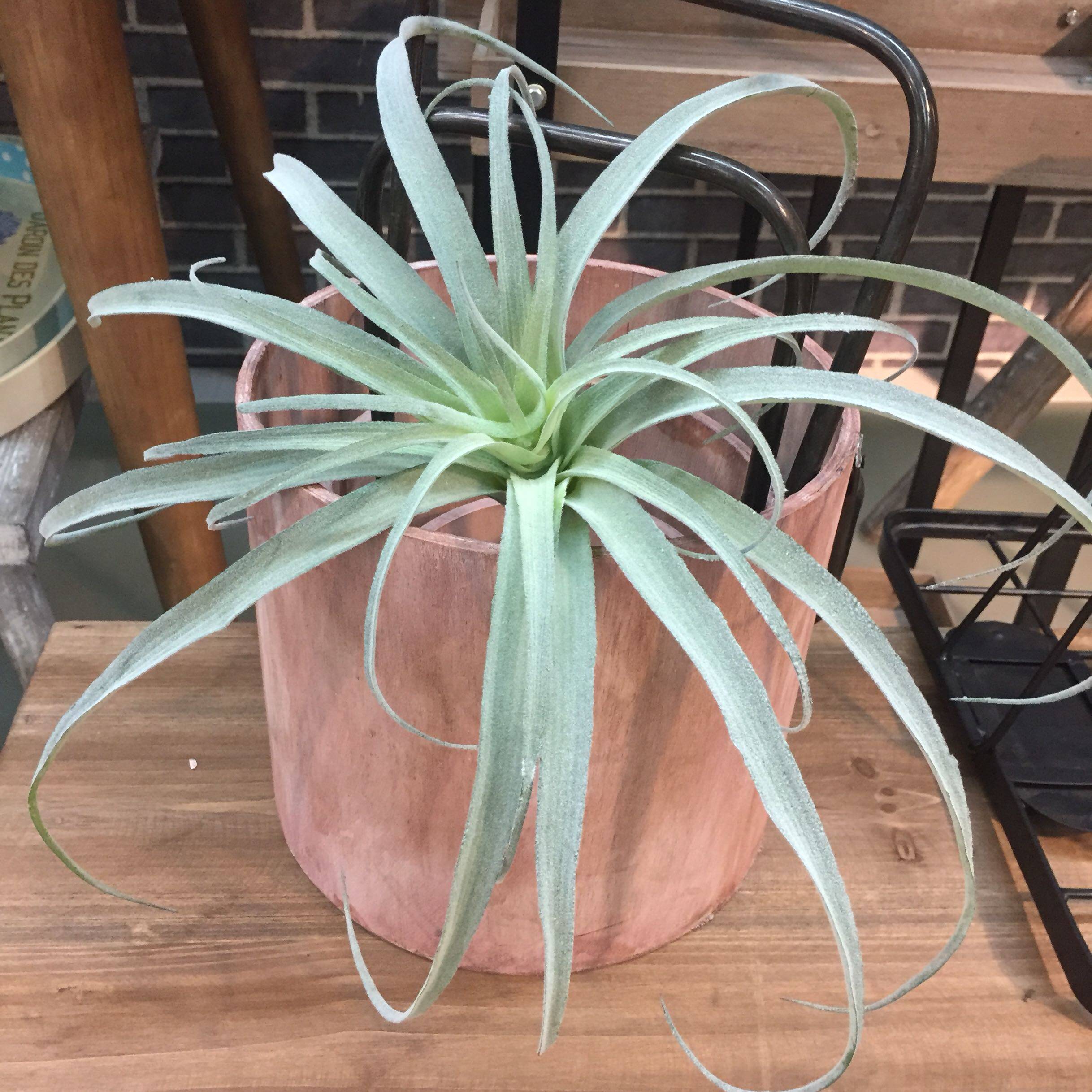 Emulated multi-meat plant flocking air pineapples Home Decorative Green Plant wall Landscaper Multimeat