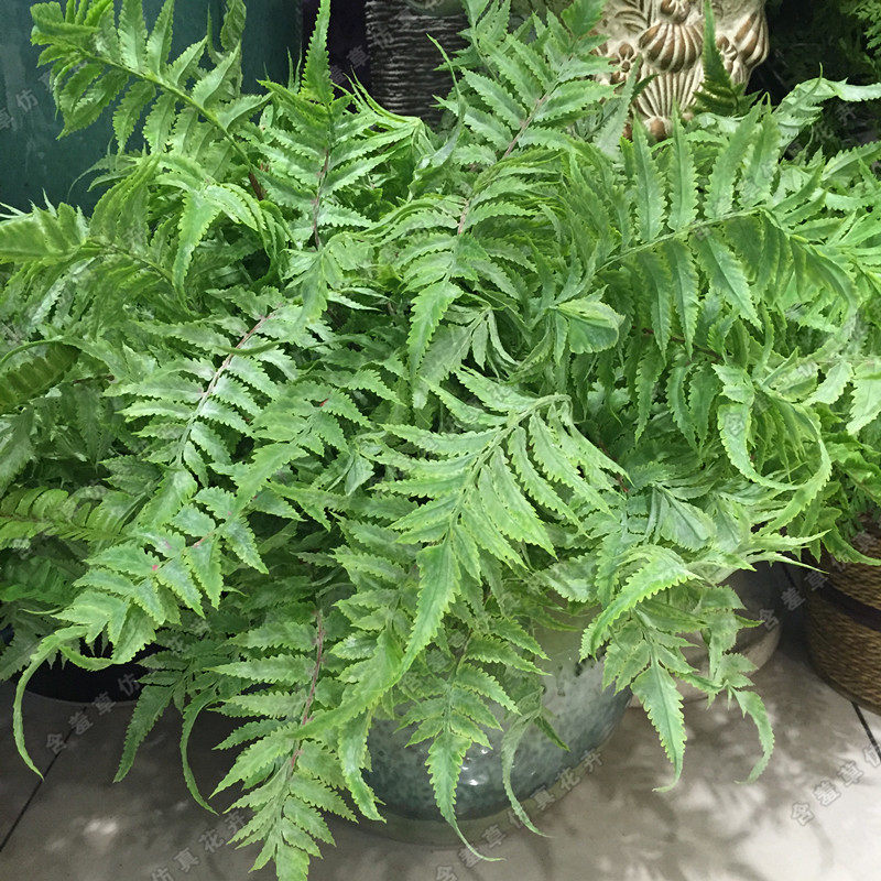 Simulated green plant high-grade fern spray white wave grass sheep's tooth fern Boston fern plant accessories decorative engineering plants