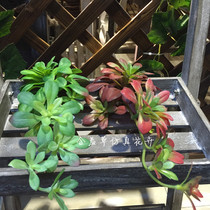 Simulation multi-meat green plant DIY decoration hanging mini-hibiscus lotus plant wall matching material landscape decoration matching