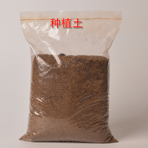 Micro-landscape water and land tank fleshy landscape moss Micro-bottle special planting soil and water moss landscape stone