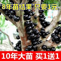 Jiabao fruit saplings grape saplings authentic Taiwanese grape saplings fruit trees planted in the north and south in four seasons bear fruit in the same year