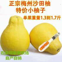 Fresh fruit Small grapefruit Meizhou golden grapefruit Sha Tin grapefruit Free grapefruit opener Meixian grapefruit
