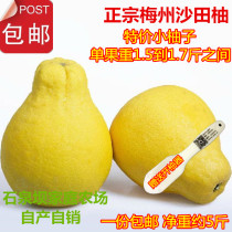   3 small grapefruit Meizhou Golden grapefruit Meizhou Shatian grapefruit Send grapefruit opener Meixian Shatian grapefruit