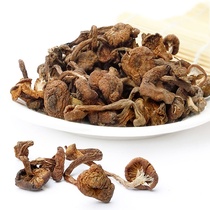New Daxinganling specialty wild hazelnut mushroom 500g northeast mushroom small mushroom diced dry goods
