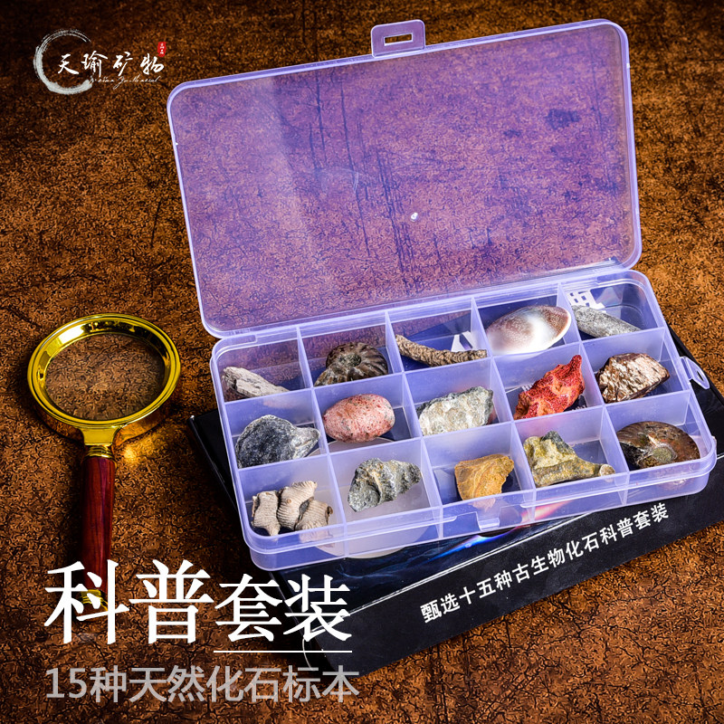 15 grid natural paleontological fossil specimen box trilobite ammonite plant conch wood jade ornament children's science popularization