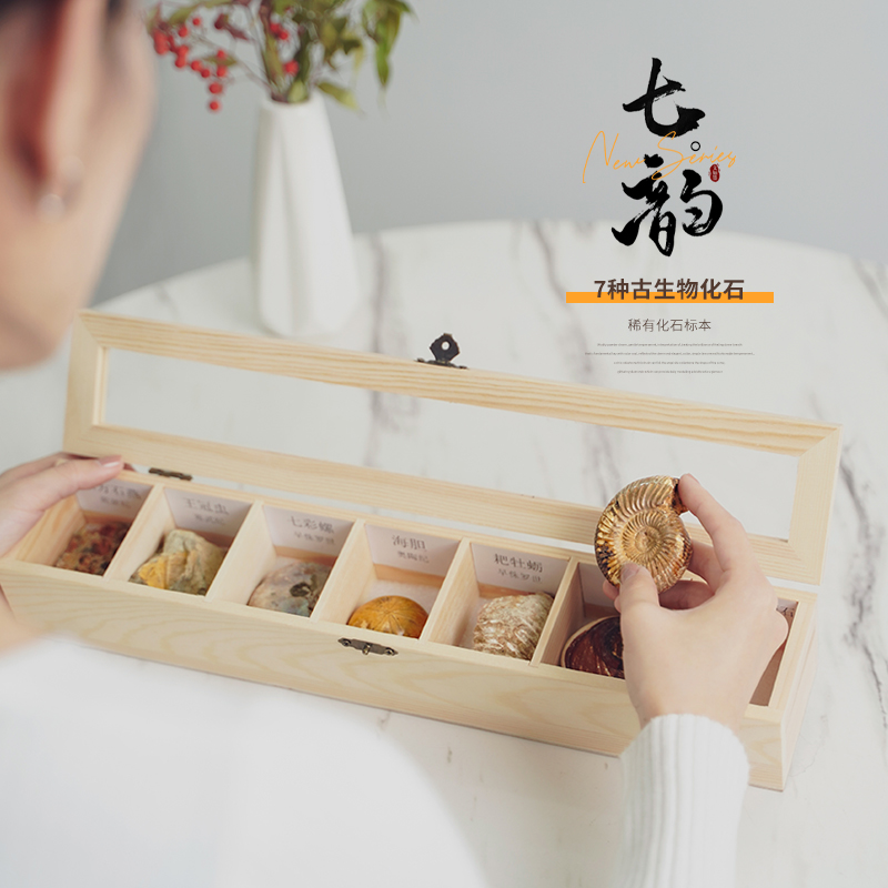 Natural paleontological fossil specimen trilobite spotted snail insect ammonite conch science teaching ornament gift