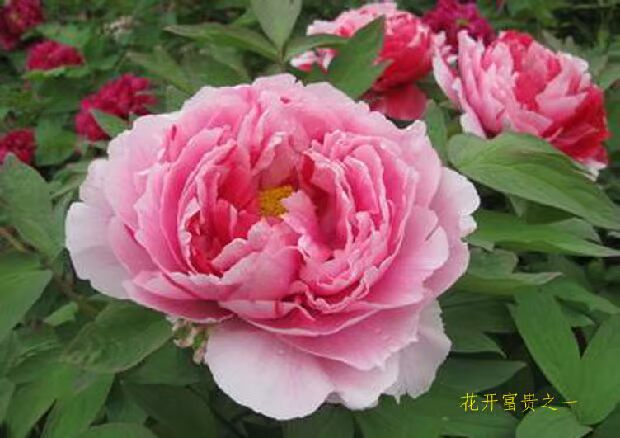 Một cặp dày sợi không xoắn hoạt động để tăng bông gối cưới - Khăn gối vỏ gối