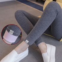 Pregnant women leggings autumn and winter clothes pregnant women pants plus velvet padded elastic slim body wearing silver fox velvet pregnant women belly pants